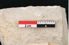 Foto (Detailansicht) von Chara meriani Braun (NHMW-GEO-2024-0188-7930)